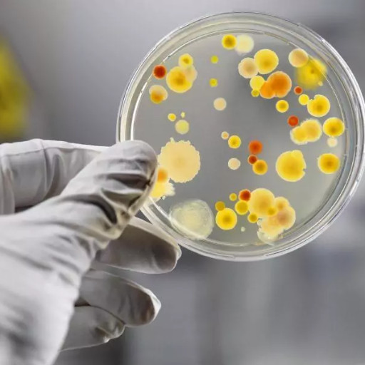 Imagem ilustrativa do curso de Microbiologia - Bacteriologia Básico